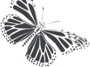 Membership image - Butterfly